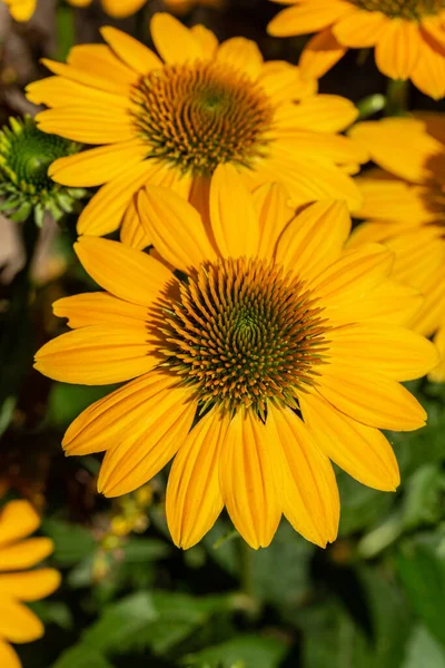 Rudbekia Yellow Daisy Flowers Ornamental Garden — Stock Photo, Image