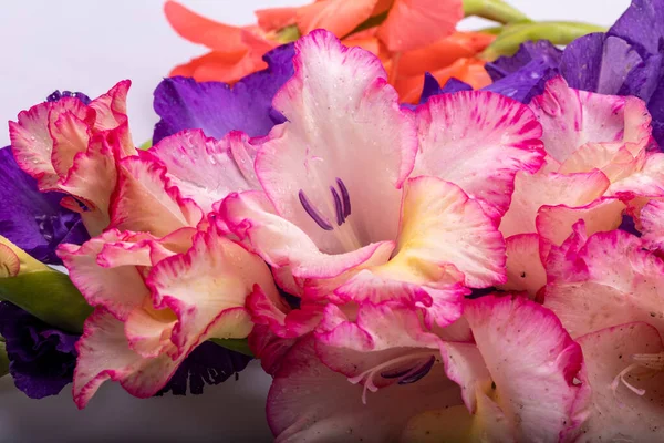 Güzelliğe Yakın Renkli Gladiolus Çiçeği — Stok fotoğraf