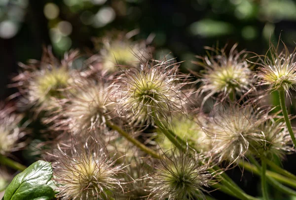 Kwiat Pasqueflower Ogrodzie — Zdjęcie stockowe