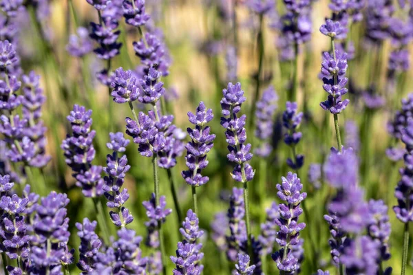 Las Flores Florecientes Lavanda Provenza Cerca Sault Francia —  Fotos de Stock