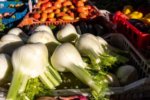イタリアの農家市場で新鮮なフェンネル球根 — ストック写真