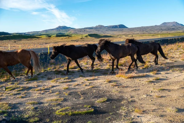 Stádo Islandských Koní Pastvině Islandu — Stock fotografie