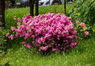 Bahçede şube pembe Japon Azalea