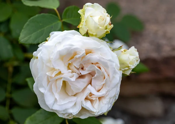 Rosas Blancas Flores Rama Jardín — Foto de Stock