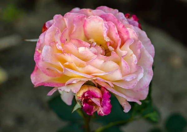 Różowe Róże Kwiaty Gałęzi Ogrodzie — Zdjęcie stockowe