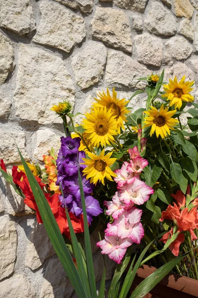 Blühende Sonnenblumen Und Bunte Gladiolen Vor Dem Hintergrund Einer Kalksteinmauer — Stockfoto