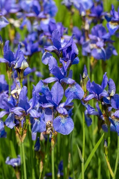 Fleurs Bleues Iris Versicolor Magnifiquement Fleurissant Dans Jardin — Photo