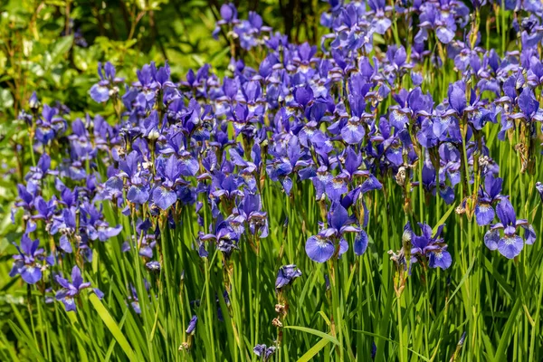 Fleurs Bleues Iris Versicolor Magnifiquement Fleurissant Dans Jardin — Photo