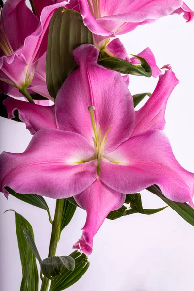 Close Flores Lírios Rosa Nomes Comuns Para Espécies Deste Gênero — Fotografia de Stock