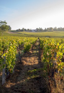 Saint Emilion bölgesindeki şarap hasadından önce şarap bahçesinde şarap sıraları üzerinde olgun kırmızı şarap üzümleri. Fransa
