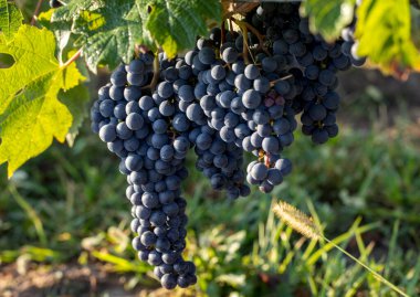 Üzüm bağındaki kırmızı merlot üzümlerini kapatın. Aziz Emilion, Gironde, Aquitaine. Fransa
