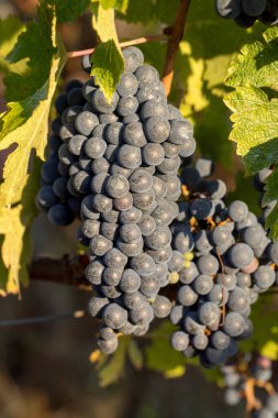Üzüm bağındaki kırmızı merlot üzümlerini kapatın. Medoc, Gironde, Aquitaine. Fransa