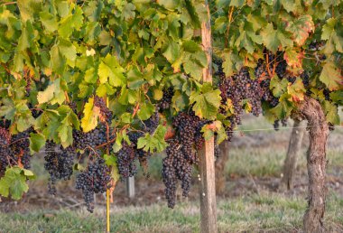 Ripe Merlot grapes lit by warm late sunshine, in vineyard. Saint Emilion, Gironde, Aquitaine. France clipart