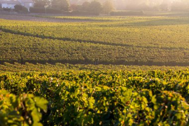 Saint Emilion, Gironde, Fransa yakınlarındaki Saint Georges de Montagne üzüm bağlarında sabah ışığı