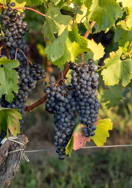 Uvas Vinho Tinto Prontas Para Colheita Produção Vinho Saint Emilion — Fotografia de Stock