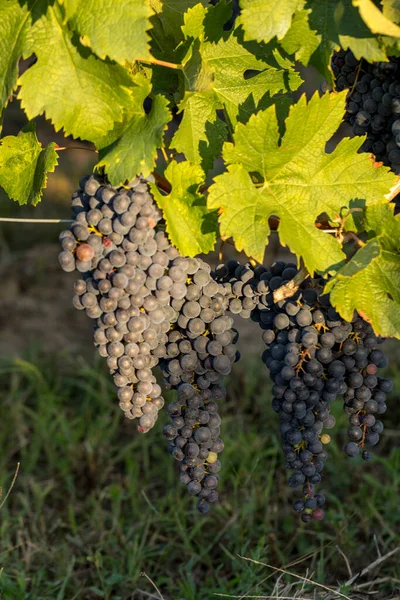 Close Uvas Vermelhas Merlot Vinha Emilion Gironde Aquitaine França — Fotografia de Stock