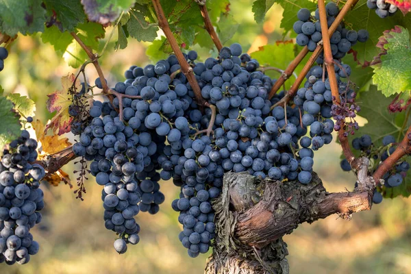 Närbild Röda Merlot Druvor Vingården Saint Emilion Gironde Aquitaine Frankrike — Stockfoto