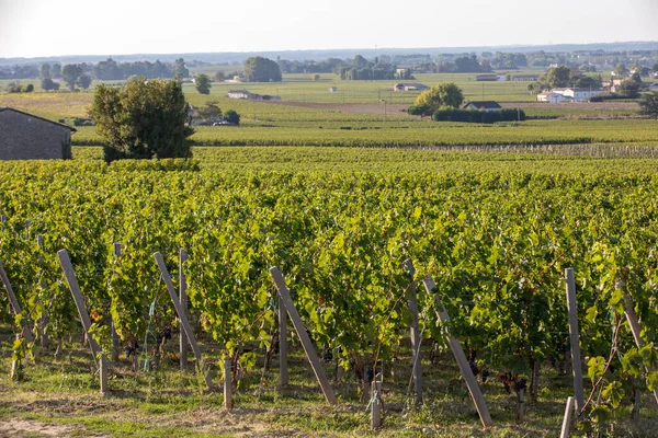 Reife Rote Trauben Weinreihen Einem Weingut Vor Der Weinlese Saint — Stockfoto