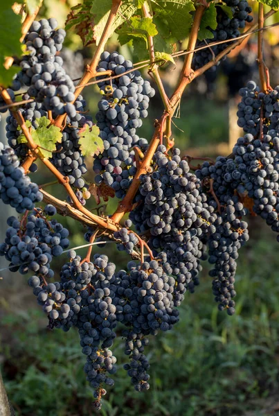 Närbild Röda Merlot Druvor Vingården Medoc Gironde Aquitaine Frankrike — Stockfoto