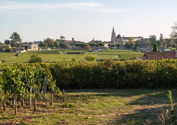 지역에서 포도주 수확이 포도를 들판에나란히 포도를 프랑스 — 스톡 사진