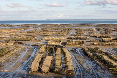 İstiridye tarlasında istiridye yatakları, Cancale, Brittany, Fransa