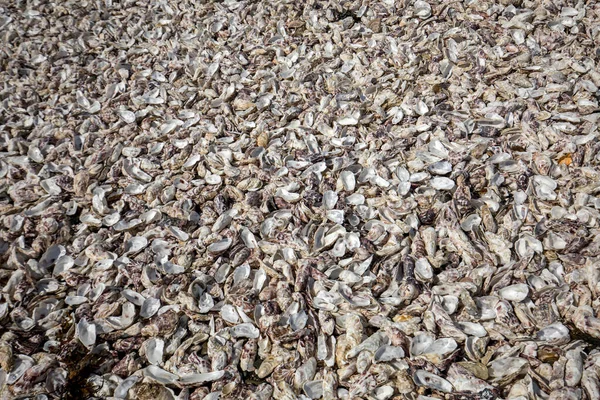 Thousands Empty Shells Eaten Oysters Discarded Sea Floor Cancale Famous — Stock Photo, Image