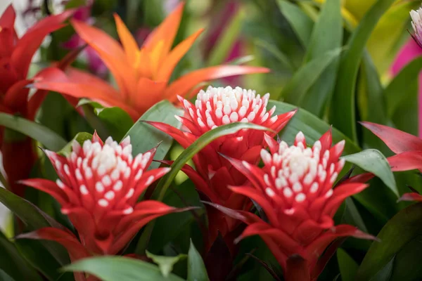 Rode Markel Bromeliaceae Guzmania Bloem Uit Het Hart Van Het — Stockfoto