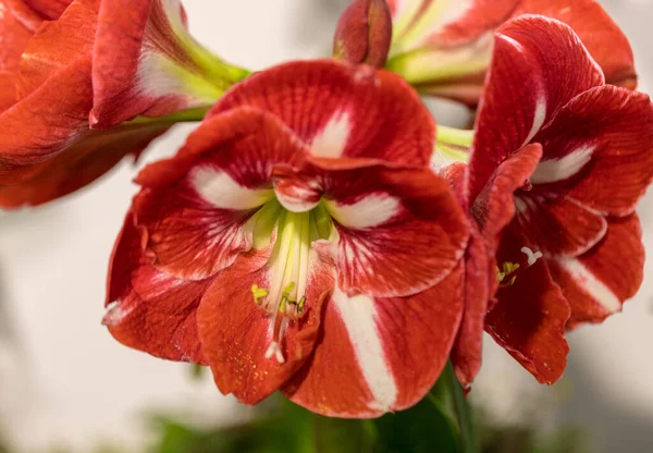 Amarylis Çiçeği Tropik Bir Botanik Bahçesinde Çiçek Açıyor Hippeastrum Amarylli — Stok fotoğraf