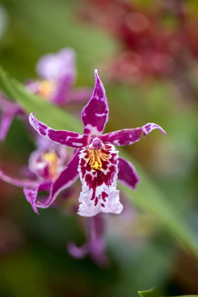 Närbild Skönhet Färgglada Orkidé Blomma — Stockfoto