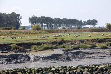 Yazın mavi gökyüzünün altında Mont Saint-Michel gelgit adasının yakınındaki tuz çayırlarında otlayan bir koyun sürüsü. Le Mont Saint Michel, Fransa