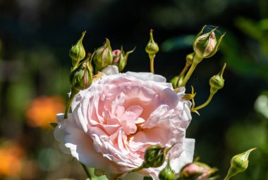 Bahçedeki dalda beyaz güller