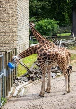 Hayvanat bahçesinde su içen iki zürafa
