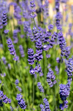  Fransa, Sault yakınlarındaki Provence 'de açan lavanta çiçekleri.