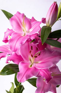 Pembe zambak çiçeklerine yakın çekim. Bu cinsteki türlerin yaygın isimleri arasında peri çiçeği zephyr zambak zambağı sihirli Atamasco zambağı ve yağmur zambağı bulunur..