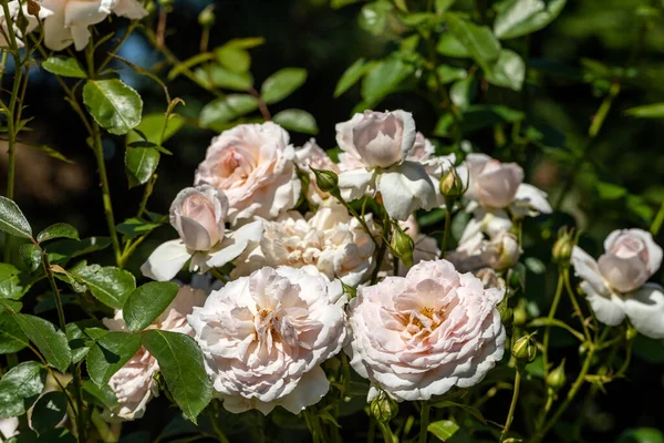 庭の枝に白いバラ — ストック写真