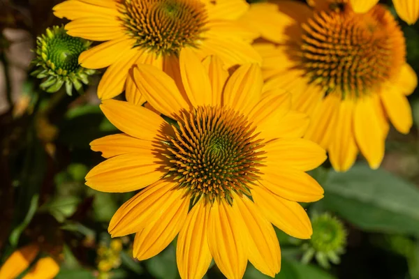 Rudbekia Yellow Daisy Flowers Ornamental Garden — Stock Photo, Image