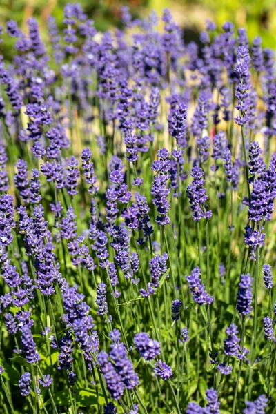 Die Blühenden Lavendelblüten Der Provence Nahe Sault Frankreich — Stockfoto