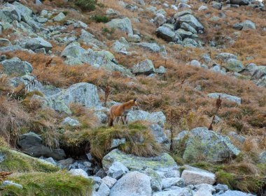 Vysoke Tatry 'deki Büyük Soğuk Vadi (High Tatras), Slovakya. Büyük Soğuk Vadi 7 km uzunluğundadır ve turistler için çok çekicidir.