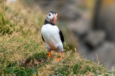 Atlantik martısı, bilinen adıyla martı. 