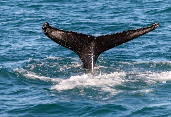 Whales Water Gulf Iceland — Stock Photo, Image