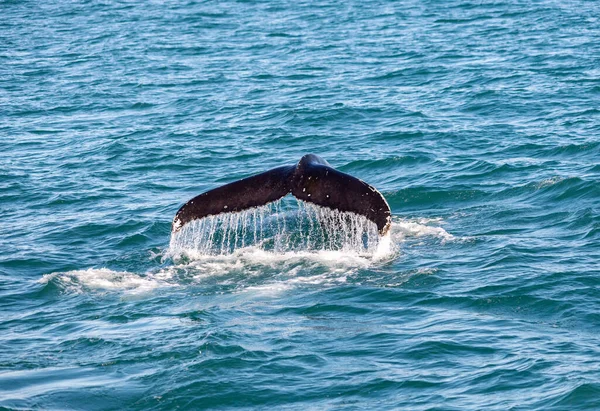 アイスランド湾の水に浮かぶクジラ — ストック写真