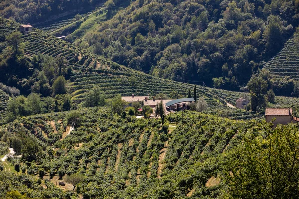 Colline Pittoresche Con Vigneti Della Regione Spumante Del Prosecco Tra — Foto Stock