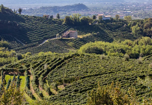 Colline Pittoresche Con Vigneti Della Regione Spumante Del Prosecco Tra — Foto Stock