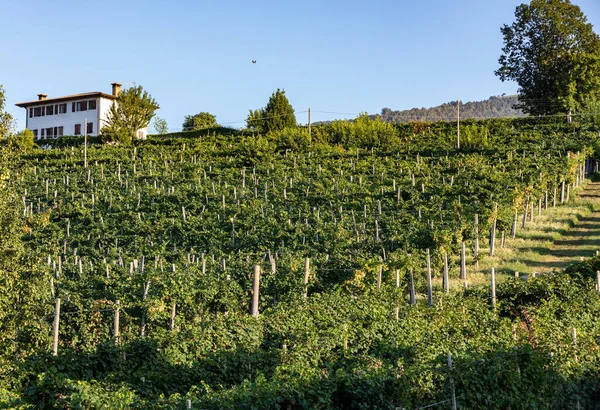 意大利瓦尔多比亚迪内 带有普罗塞科闪光葡萄酒产区葡萄园的风景秀丽的山丘 — 图库照片
