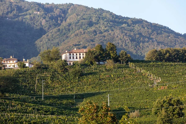 意大利瓦尔多比亚迪内 带有普罗塞科闪光葡萄酒产区葡萄园的风景秀丽的山丘 — 图库照片