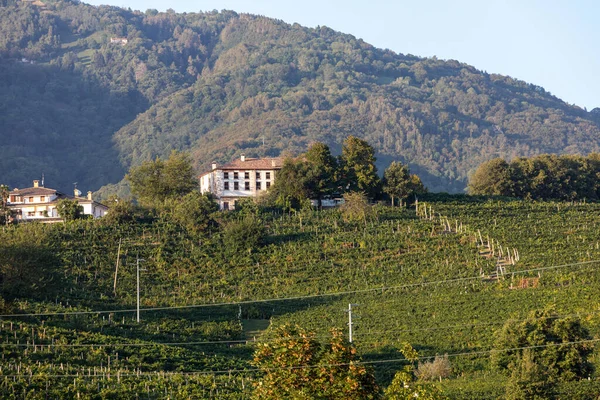 Pintorescas Colinas Con Viñedos Región Vinícola Espumosa Prosecco Valdobbiadene Italia —  Fotos de Stock