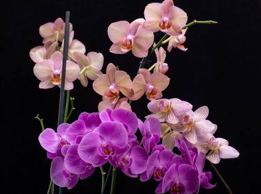 Siyah arka planda izole edilmiş güzel renkli orkide çiçekleri.