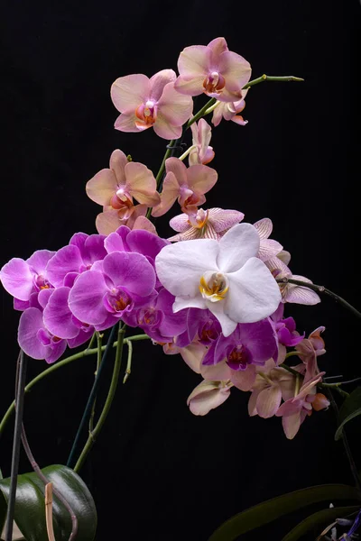 Beauty Colorful Orchid Flowers Isolated Black Background — Stock Photo, Image