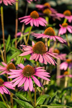 Ekinezya purpurea ya da bahçede mor koni çiçeği.