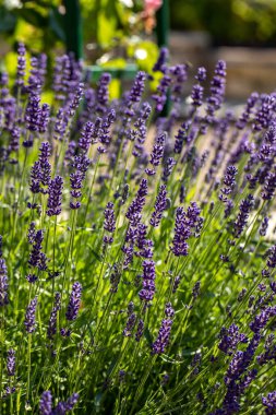  Fransa, Sault yakınlarındaki Provence 'de açan lavanta çiçekleri.
